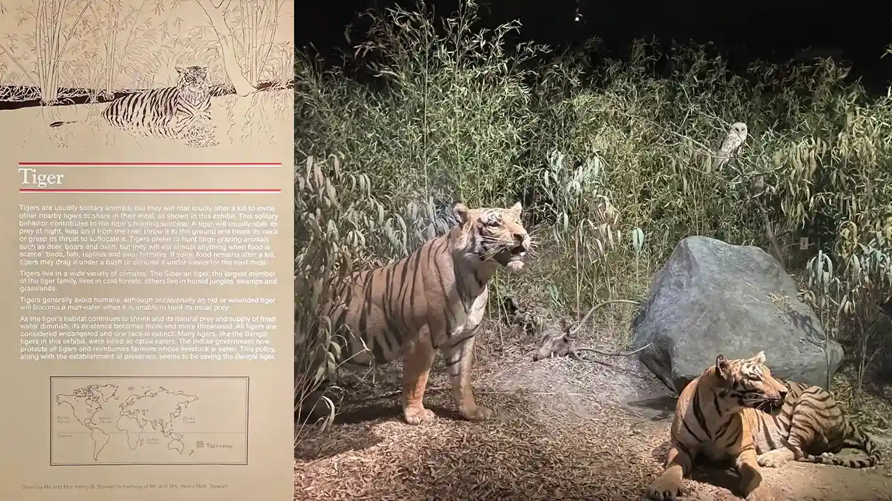 Example of the tiger diorama exhibit at The Academy of Natural Sciences.
